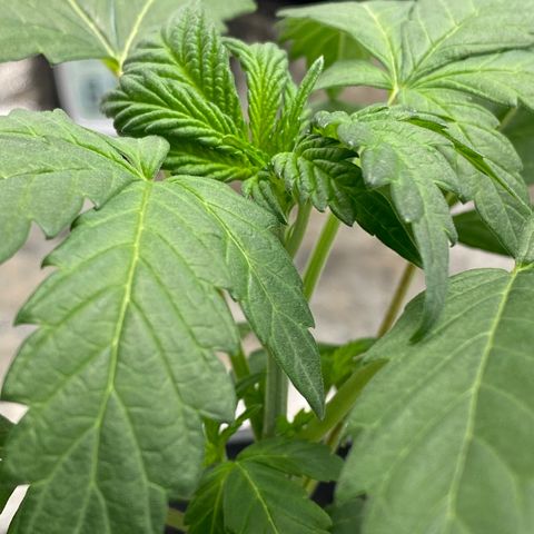 Wild A(Purple Stuff) growlog timeline photo