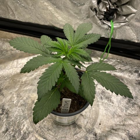 Wild A(Purple Stuff) growlog timeline photo