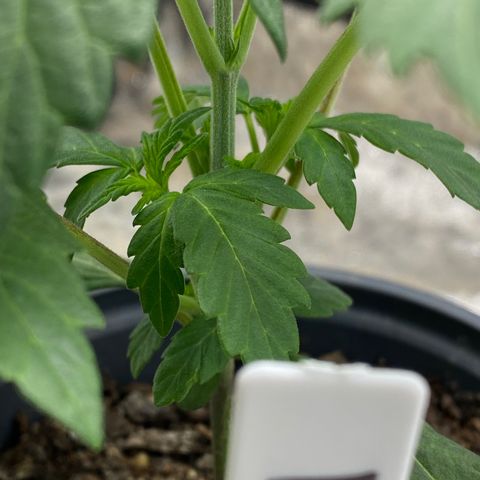 Wild A(Purple Stuff) growlog timeline photo