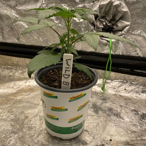 Wild A(Purple Stuff) growlog timeline photo