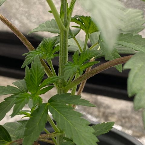 Wild A(Purple Stuff) growlog timeline photo
