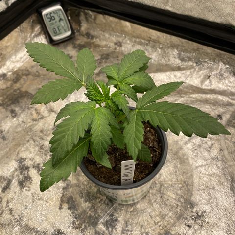 Wild A(Purple Stuff) growlog timeline photo