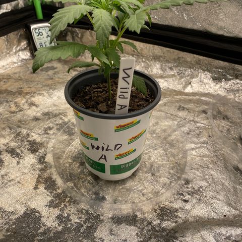 Wild A(Purple Stuff) growlog timeline photo