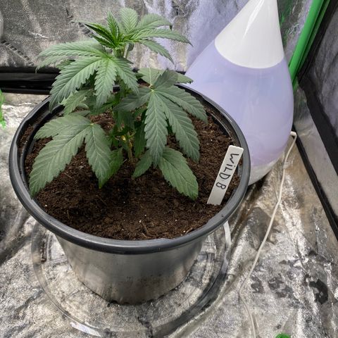 Wild A(Purple Stuff) growlog photo: Only transplanted B. A will be done tomorrow, ran out of medium.🤷🏿‍♂️