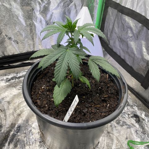 Wild A(Purple Stuff) growlog photo: Only transplanted B. A will be done tomorrow, ran out of medium.🤷🏿‍♂️