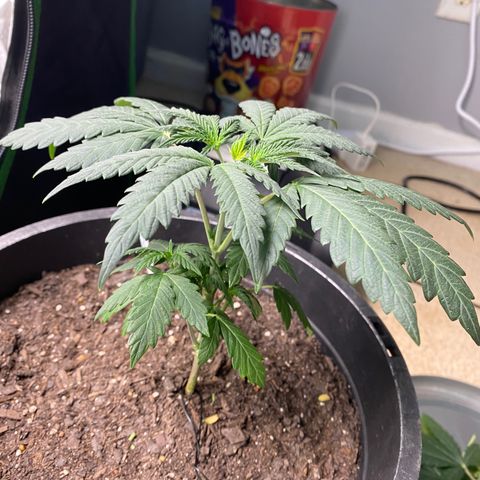 Wild A(Purple Stuff) growlog photo: Watered and defoliated.