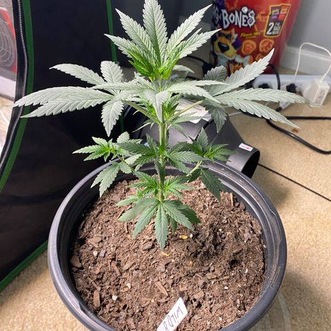 Wild A(Purple Stuff) growlog photo: Watered and defoliated.
