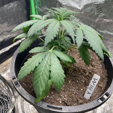 Wild A(Purple Stuff) growlog photo: Watered and defoliated.