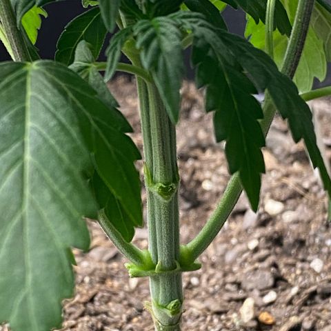 Wild A(Purple Stuff) growlog photo: Watered and defoliated.