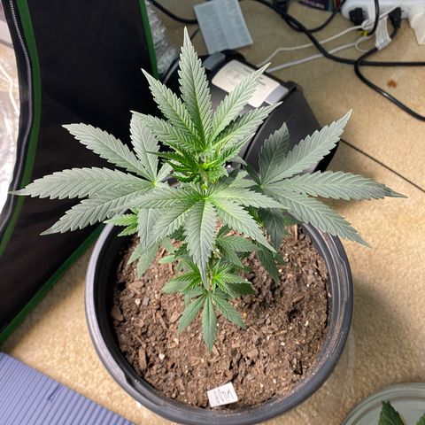 Wild A(Purple Stuff) growlog photo: Watered and defoliated.