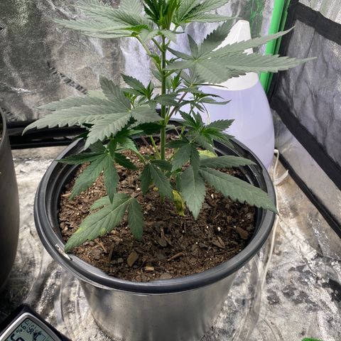 Wild A(Purple Stuff) growlog photo: Watered and defoliated.