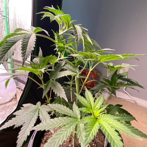 Wild A(Purple Stuff) growlog timeline photo