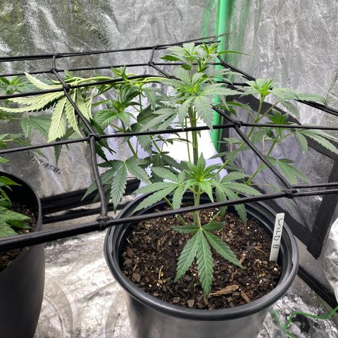 Wild A(Purple Stuff) growlog timeline photo