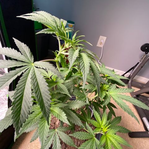 Wild A(Purple Stuff) growlog timeline photo