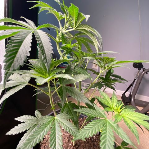 Wild A(Purple Stuff) growlog timeline photo