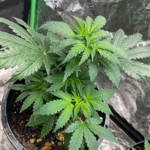 Wild A(Purple Stuff) growlog photo: A is burning(Nute). Honestly, they all are or at least we're. Over did it on the Nutes in my soil mix. Learning tho.