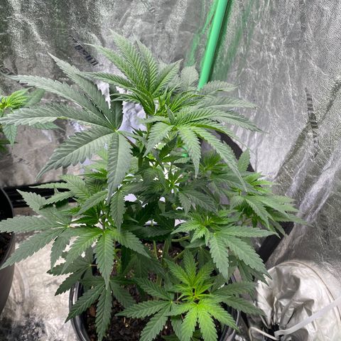 Wild A(Purple Stuff) growlog photo: A is burning(Nute). Honestly, they all are or at least we're. Over did it on the Nutes in my soil mix. Learning tho.