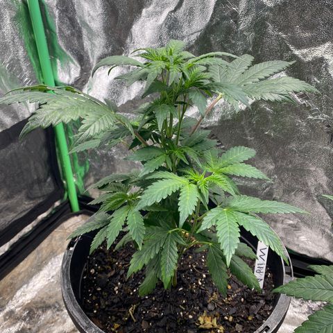 Wild A(Purple Stuff) growlog photo: A is burning(Nute). Honestly, they all are or at least we're. Over did it on the Nutes in my soil mix. Learning tho.