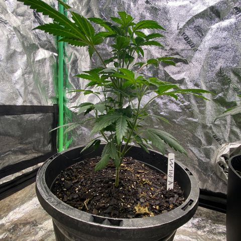 Wild A(Purple Stuff) growlog photo: A is burning(Nute). Honestly, they all are or at least we're. Over did it on the Nutes in my soil mix. Learning tho.