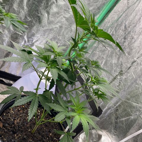Wild A(Purple Stuff) growlog photo: A is burning(Nute). Honestly, they all are or at least we're. Over did it on the Nutes in my soil mix. Learning tho.