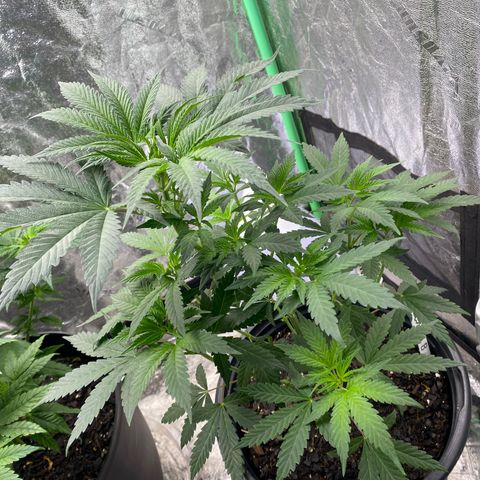 Wild A(Purple Stuff) growlog photo: A is burning(Nute). Honestly, they all are or at least we're. Over did it on the Nutes in my soil mix. Learning tho.