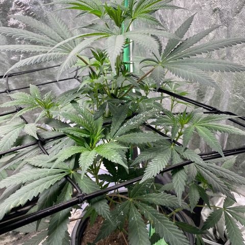 Wild A(Purple Stuff) growlog timeline photo