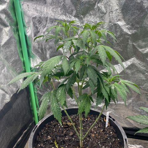 Wild A(Purple Stuff) growlog photo: Pistils🥲