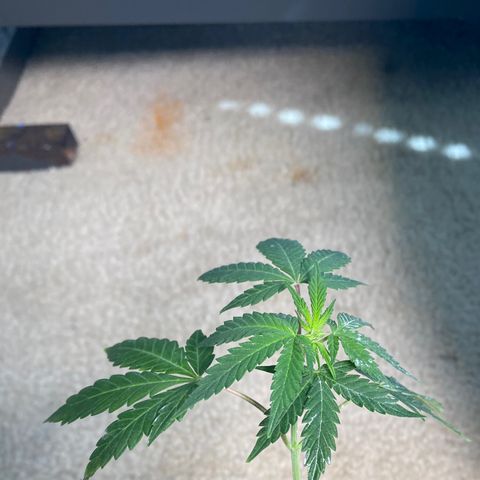 Wild A(Purple Stuff) growlog photo: Pistils🥲