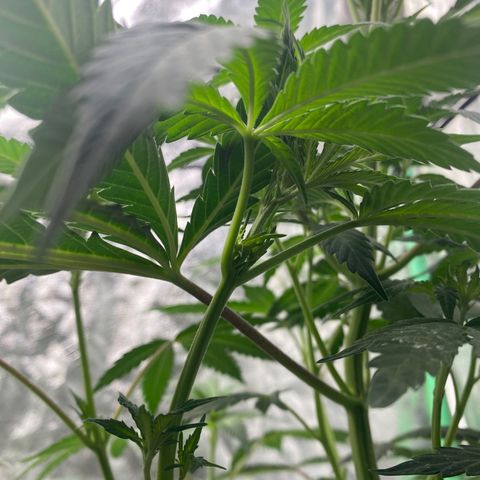 Wild A(Purple Stuff) growlog photo: Pistils🥲