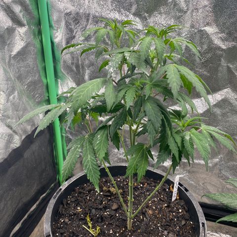 Wild A(Purple Stuff) growlog photo: Pistils🥲