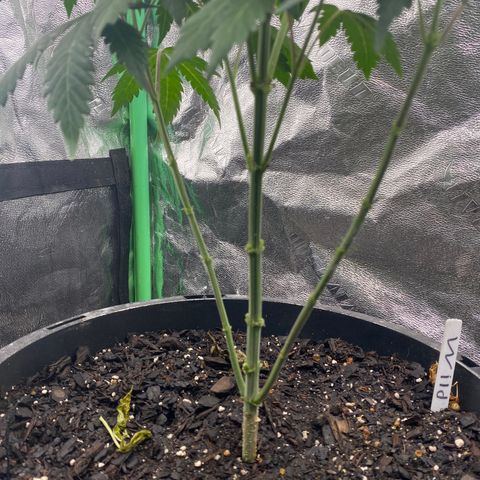 Wild A(Purple Stuff) growlog photo: Pistils🥲