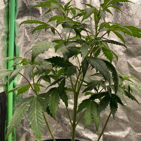 Wild A(Purple Stuff) growlog photo: POPPED🙃