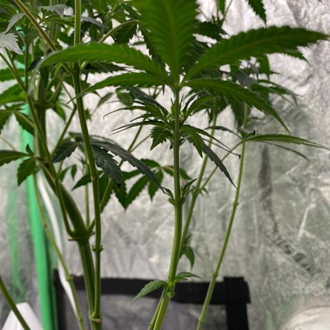 Wild A(Purple Stuff) growlog photo: POPPED🙃