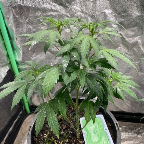 Wild A(Purple Stuff) growlog photo: POPPED🙃