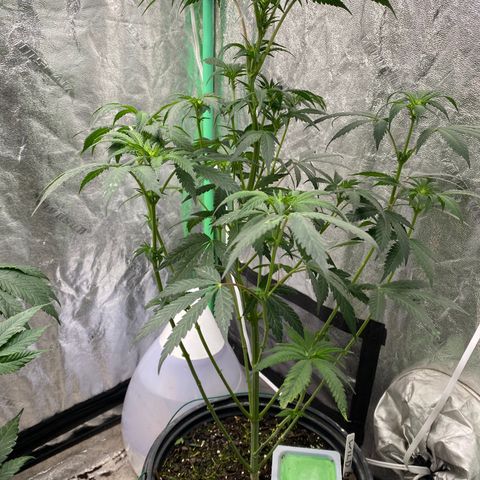 Wild A(Purple Stuff) growlog photo: POPPED🙃