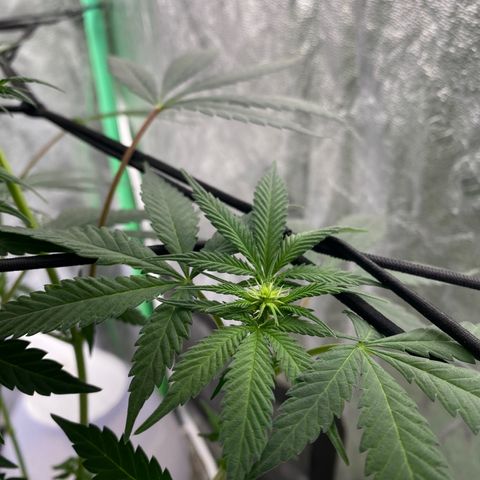 Wild A(Purple Stuff) growlog timeline photo