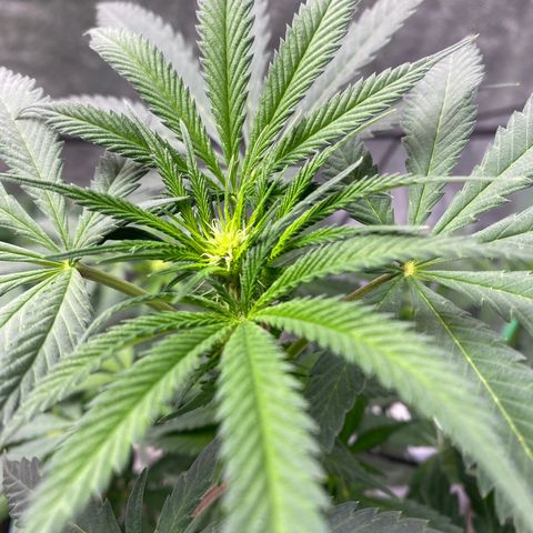 Wild A(Purple Stuff) growlog timeline photo
