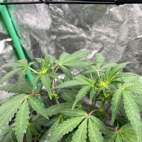 Wild A(Purple Stuff) growlog timeline photo