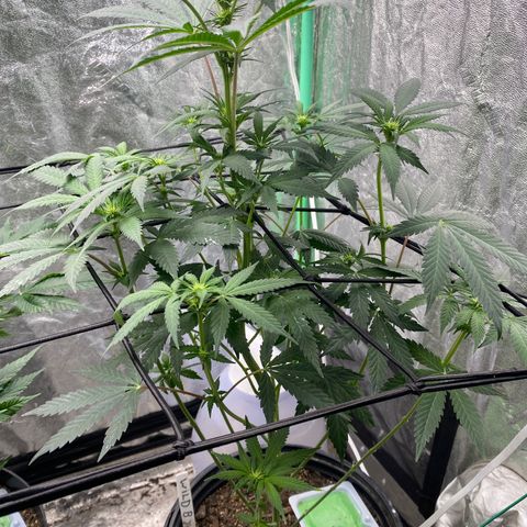 Wild A(Purple Stuff) growlog timeline photo