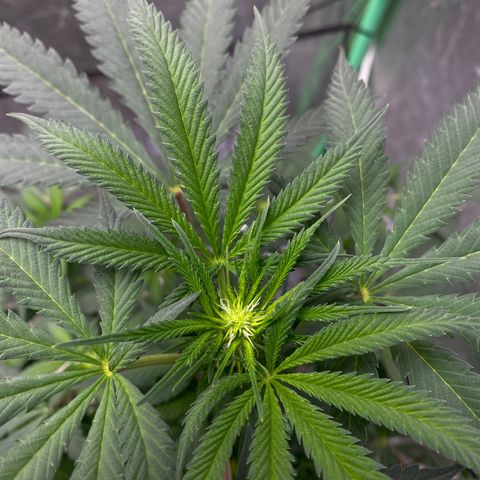 Wild A(Purple Stuff) growlog timeline photo