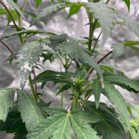 Wild A(Purple Stuff) growlog timeline photo