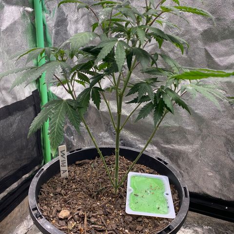 Wild A(Purple Stuff) growlog timeline photo