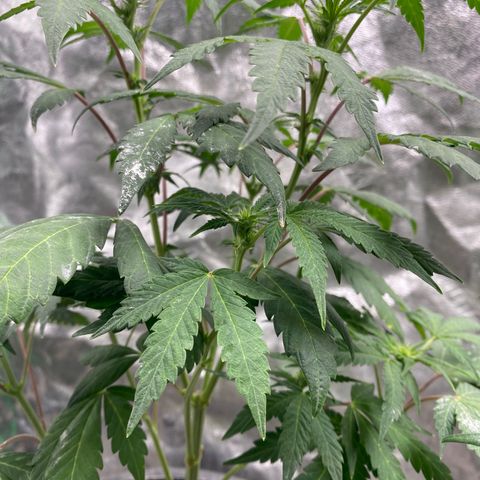 Wild A(Purple Stuff) growlog timeline photo