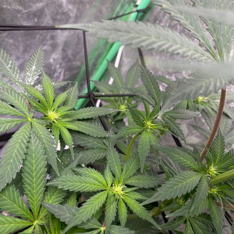 Wild A(Purple Stuff) growlog timeline photo