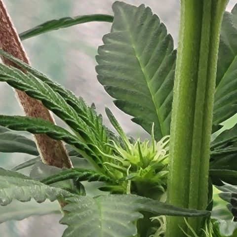 Wild A(Purple Stuff) growlog photo: Shot w S21