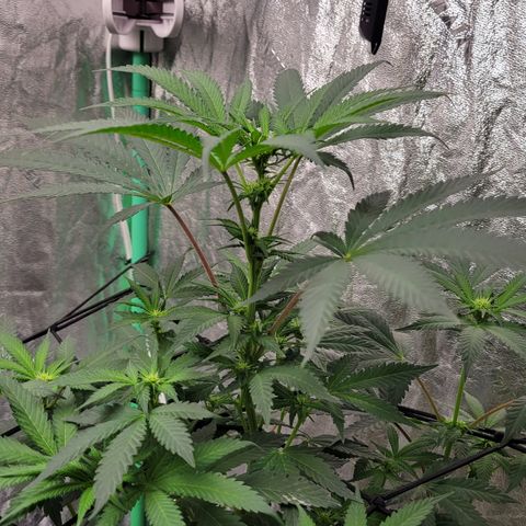 Wild A(Purple Stuff) growlog photo: Shot w S21