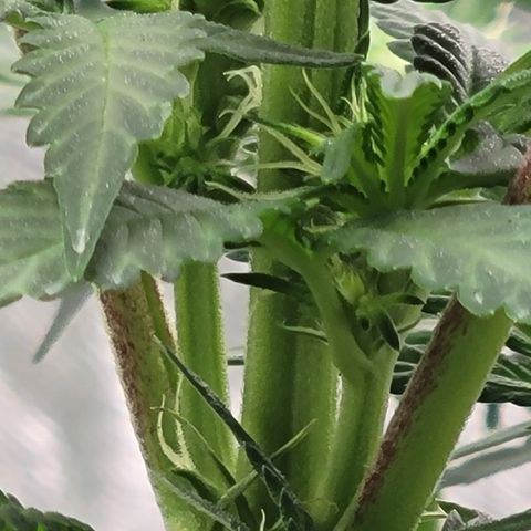 Wild A(Purple Stuff) growlog photo: Shot w S21