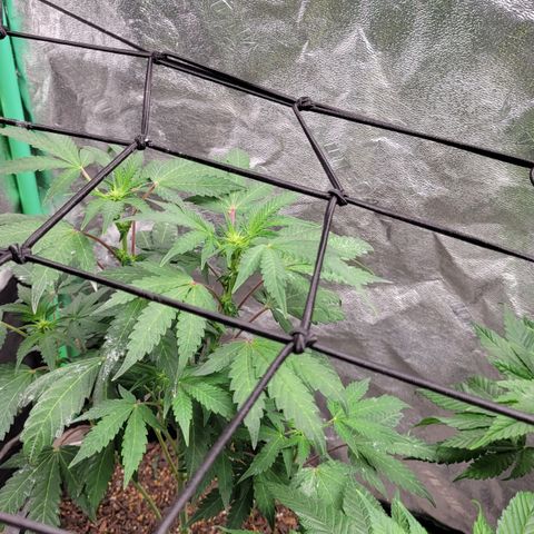 Wild A(Purple Stuff) growlog photo: Shot w S21