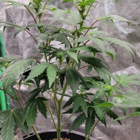 Wild A(Purple Stuff) growlog photo: Shot w S21