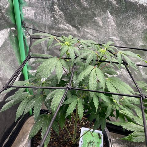 Wild A(Purple Stuff) growlog photo: A and B are now flowering faster than C. Estimated Harvest: 5-6 weeks. Will have to get another setup if C is still flowering by then.